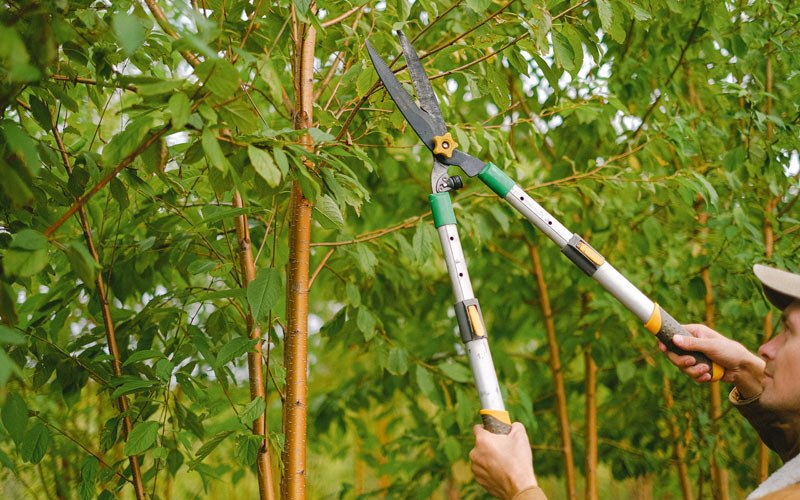Tree trimming in Crested Butte, CO